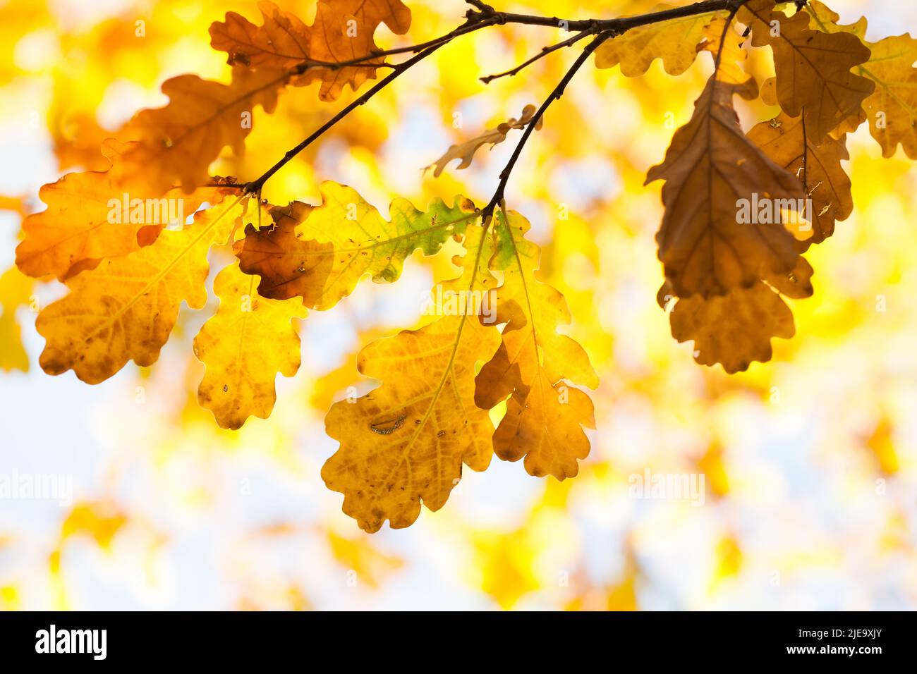 The warm rays of the autumn sun make their way through the multicolored lush foliage of red oak. Autumn leaves background. Oak tree branch with colorf Stock Photo