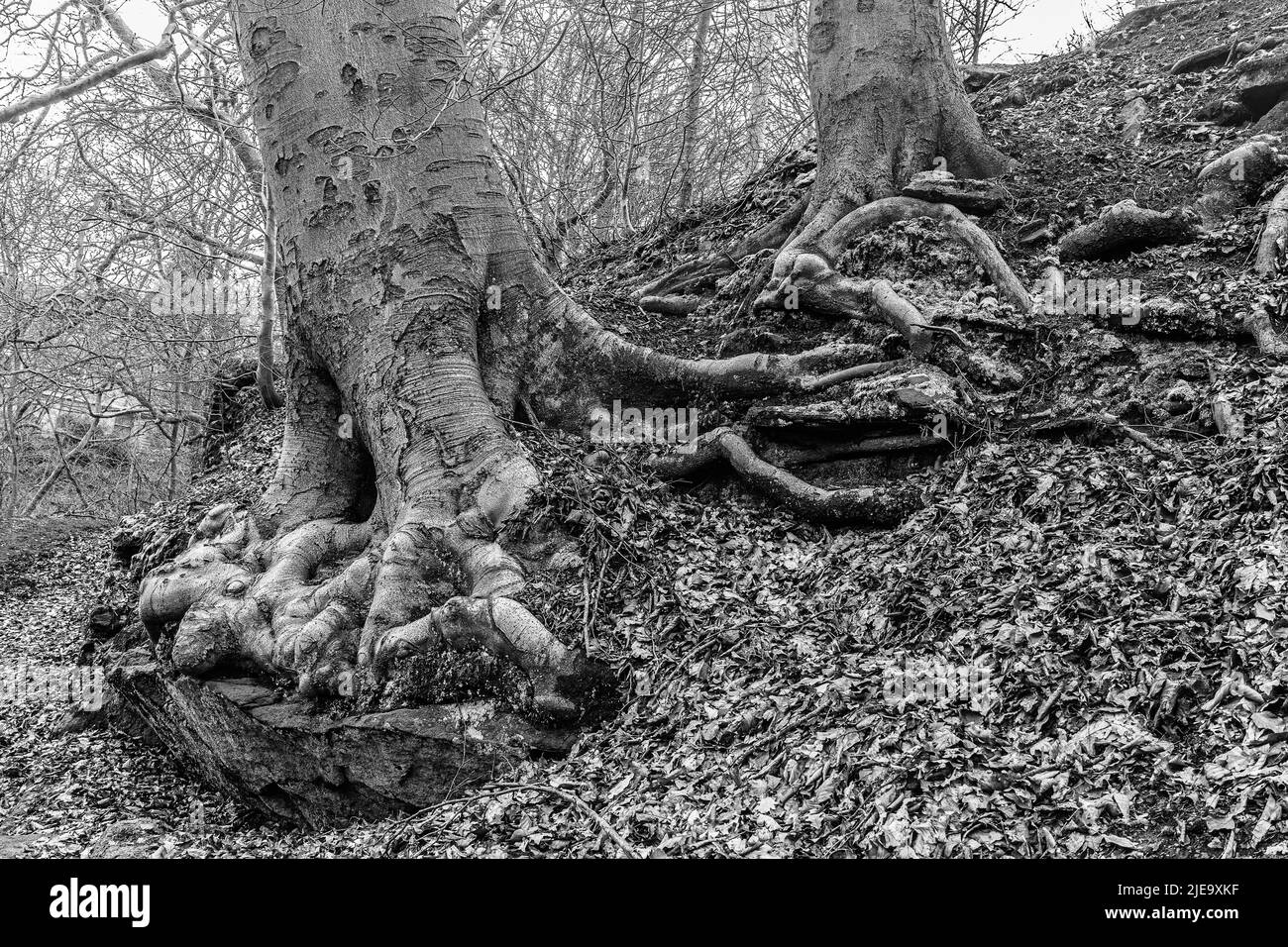 tangled roots Stock Photo