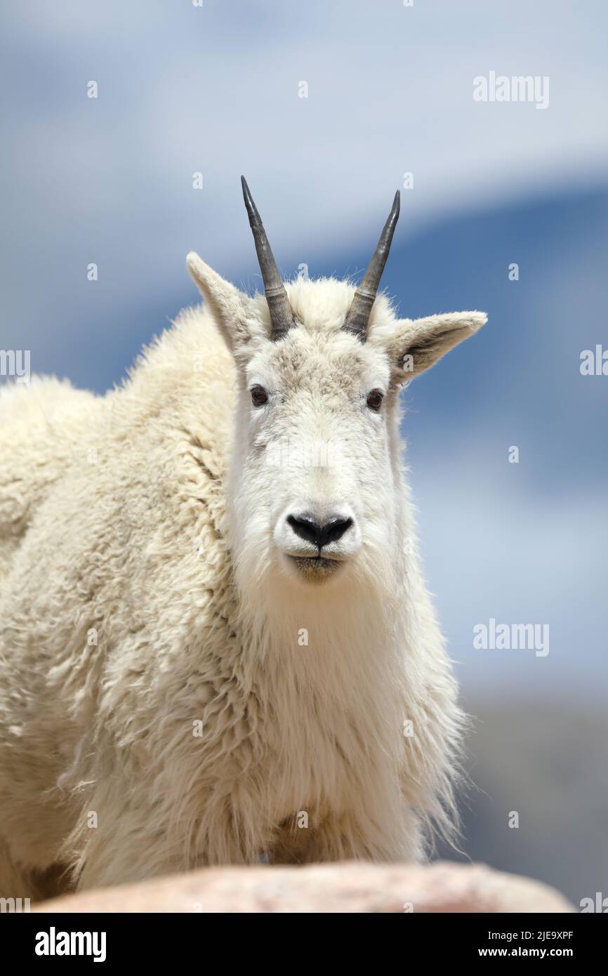 Mount Goat closeup in the Rocky Mountains of Colorado in summer Stock Photo