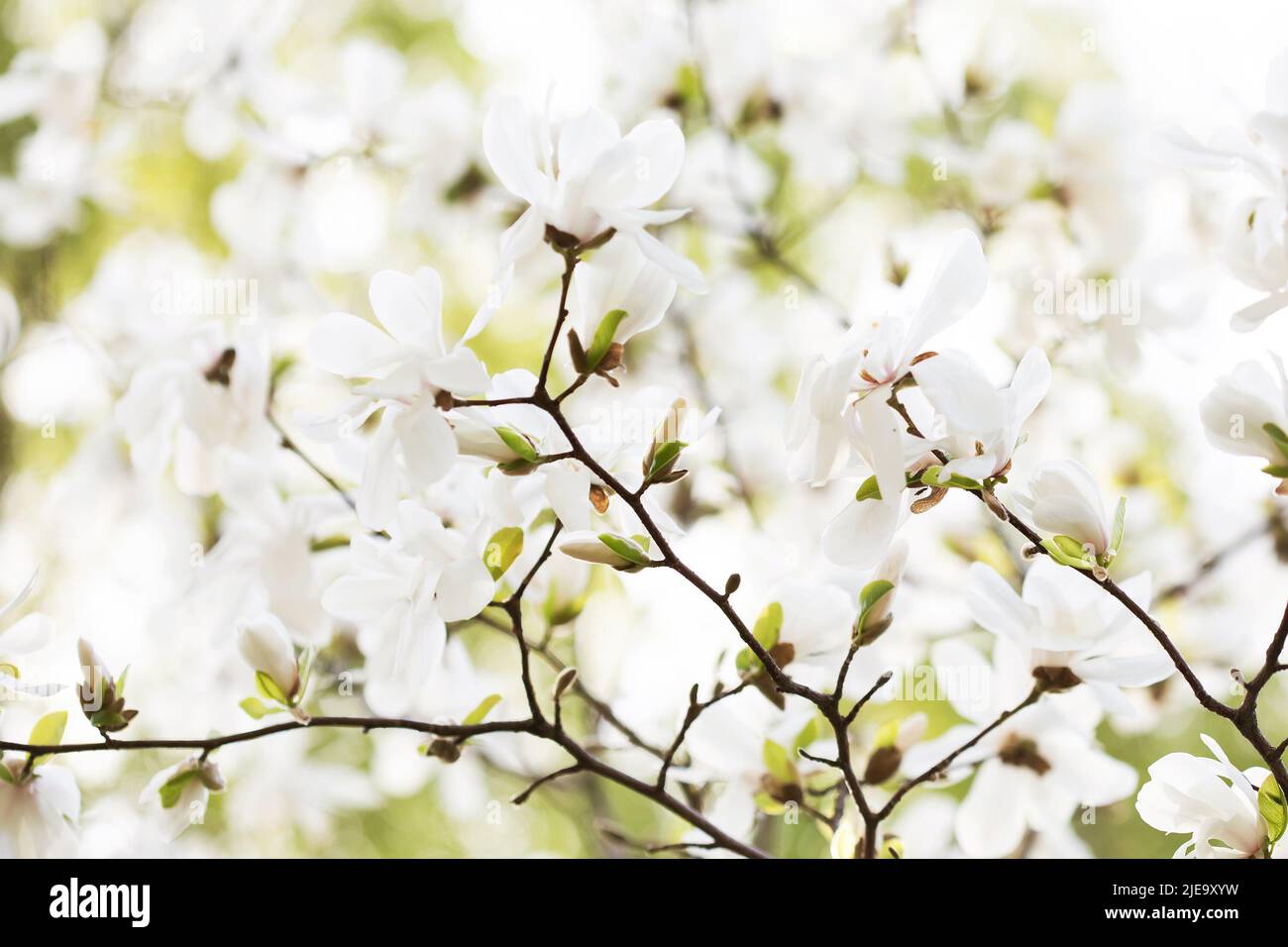 Magnolia blossom, Japanese garden. Spring nature, flowers with white petals Stock Photo