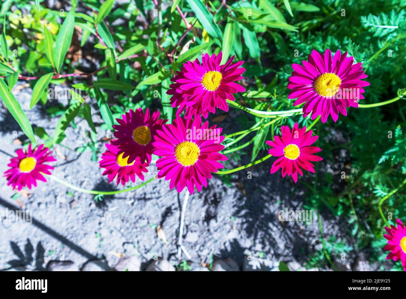 purple flowers in the garden Stock Photo - Alamy