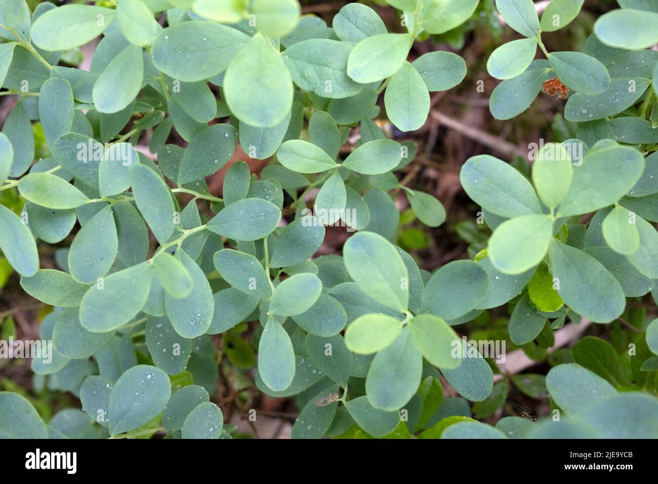 Vaccinium uliginosum, bog bilberry, bog blueberry, or northern bilberry or western blueberry leaves in closeup Stock Photo