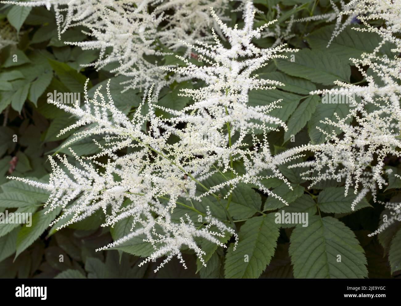 Aruncus dioicus Goat's Beard in closeup Stock Photo