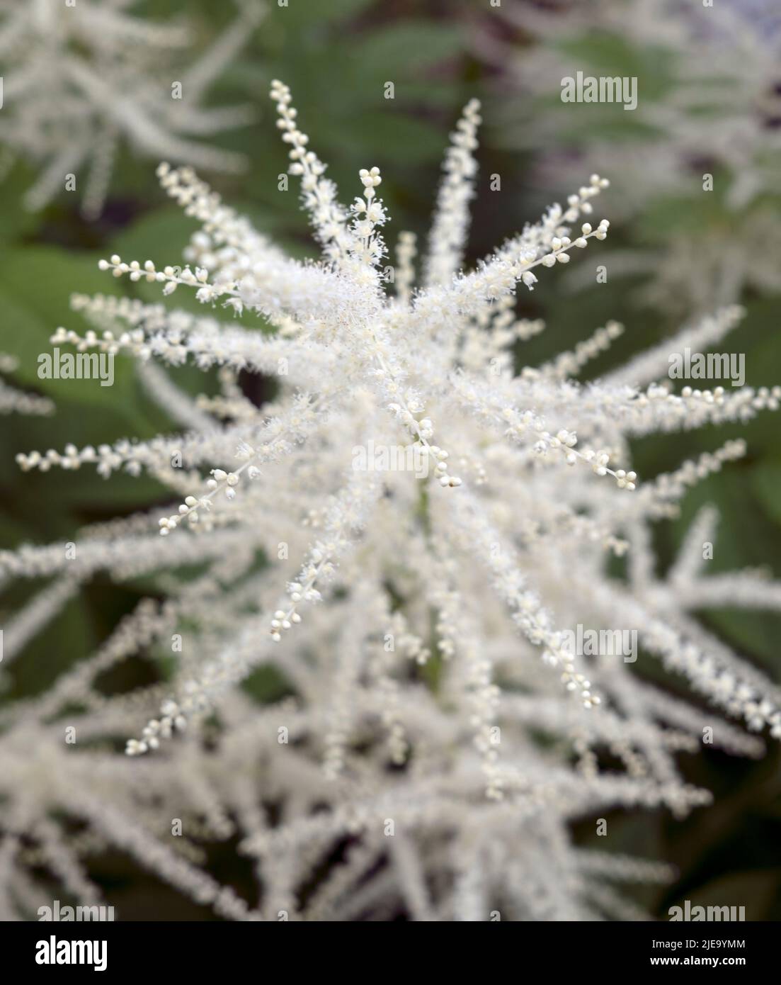 Feathery plumes of Aruncus dioicus, Goat's-beard, Buck's-beard, Bride's feathers, Bride's-Feathers, Common goatsbeard Stock Photo