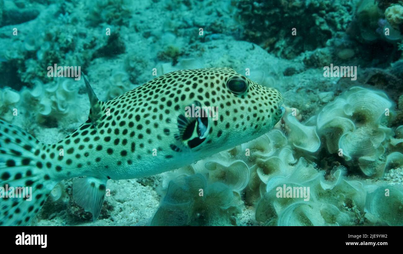 Red Sea, Egypt. 26th June, 2022. Close-up of Pufferfish swims near coral reef. Blackspotted Puffer (Arothron stellatus), Red sea, Egypt (Credit Image: © Andrey Nekrasov/ZUMA Press Wire) Stock Photo