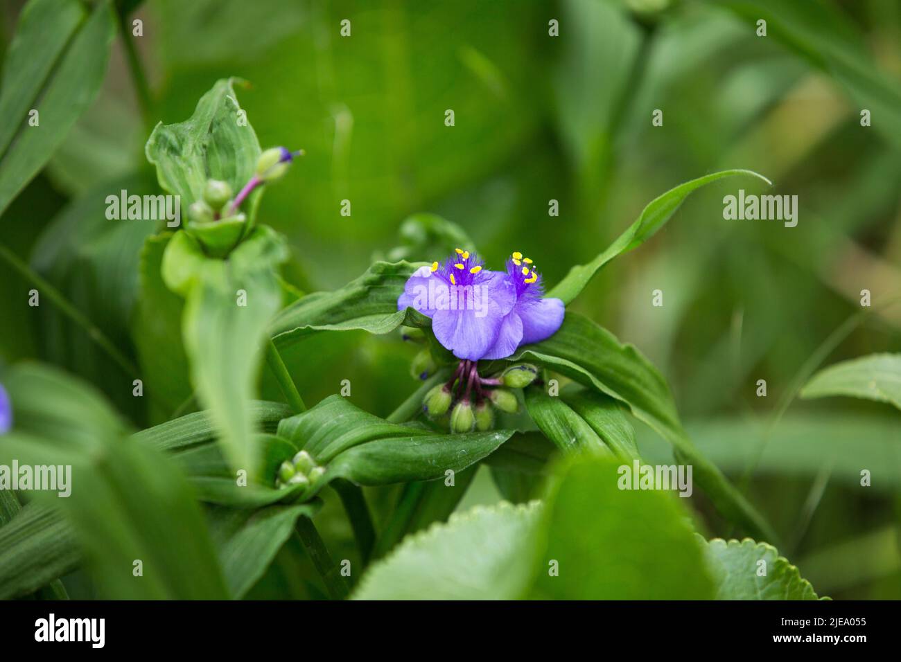 The purple Evolvulus nuttallianus flower or the flower of a species of the morning-glory plant is blooming in the garden Stock Photo