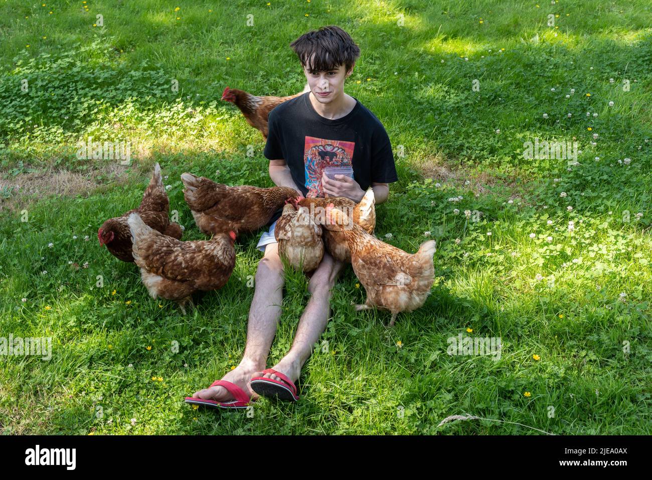 boy feeding chickens Stock Photo