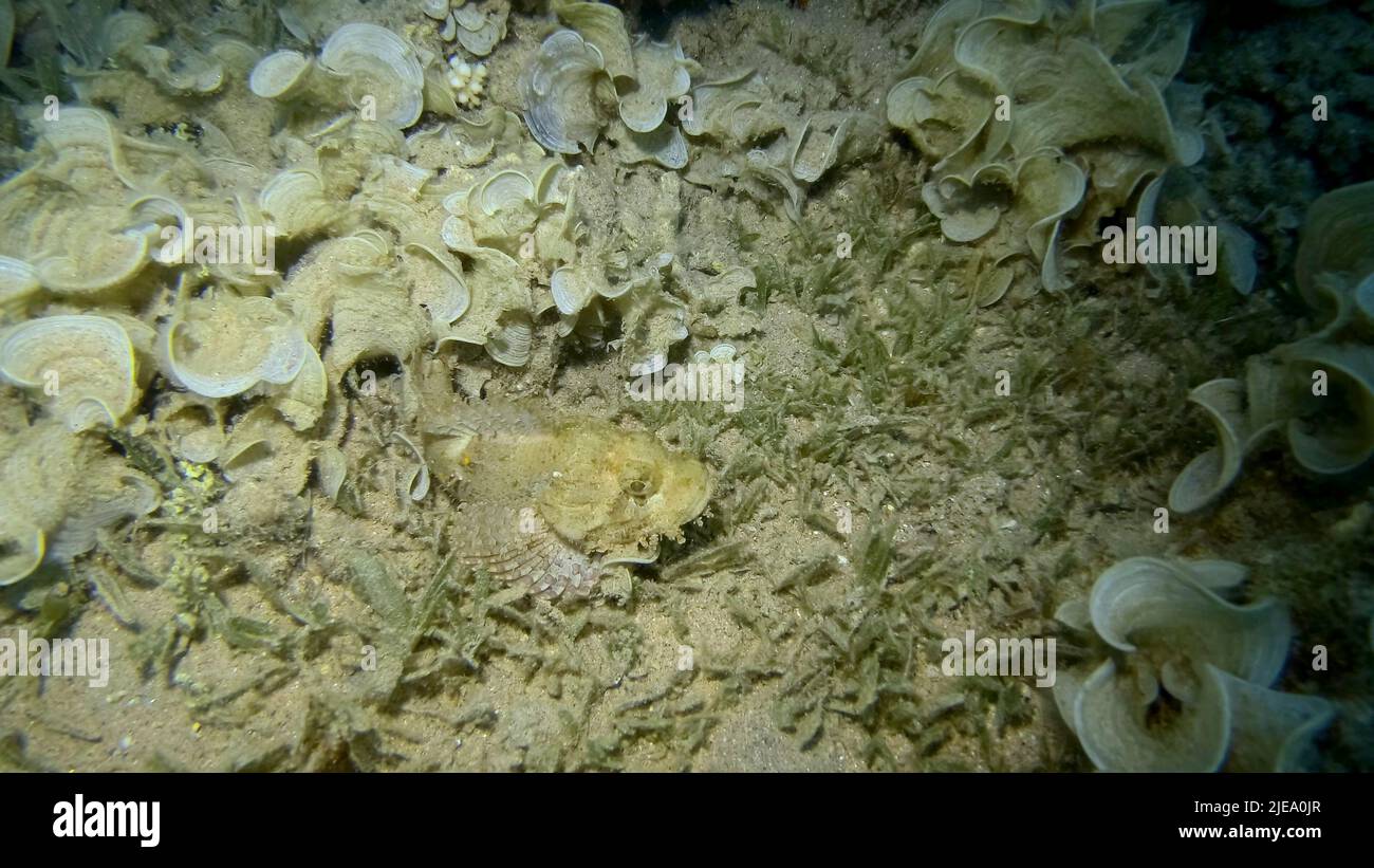 Zumar Fish Red Sea, Egypt. 26th June, 2022. Close-up, Scorpionfish hiding among ...