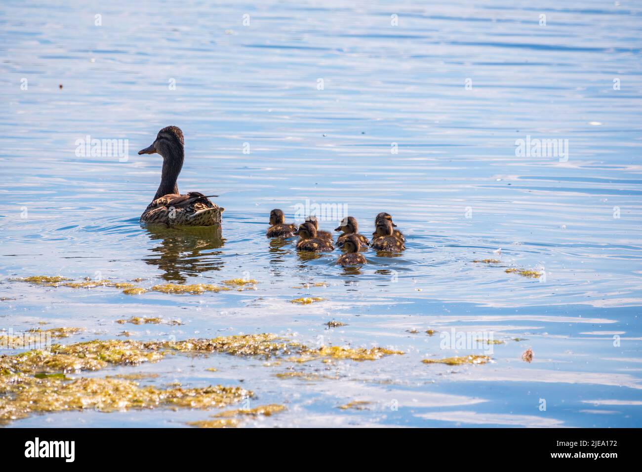 A family of ducks, a duck and its little ducklings are swimming in the water. The duck takes