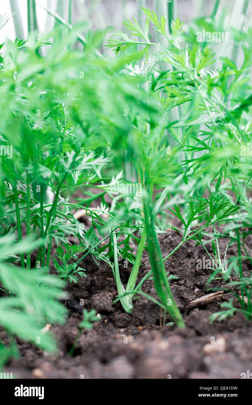 Carrots grow in the garden. Green shoots. Stock Photo