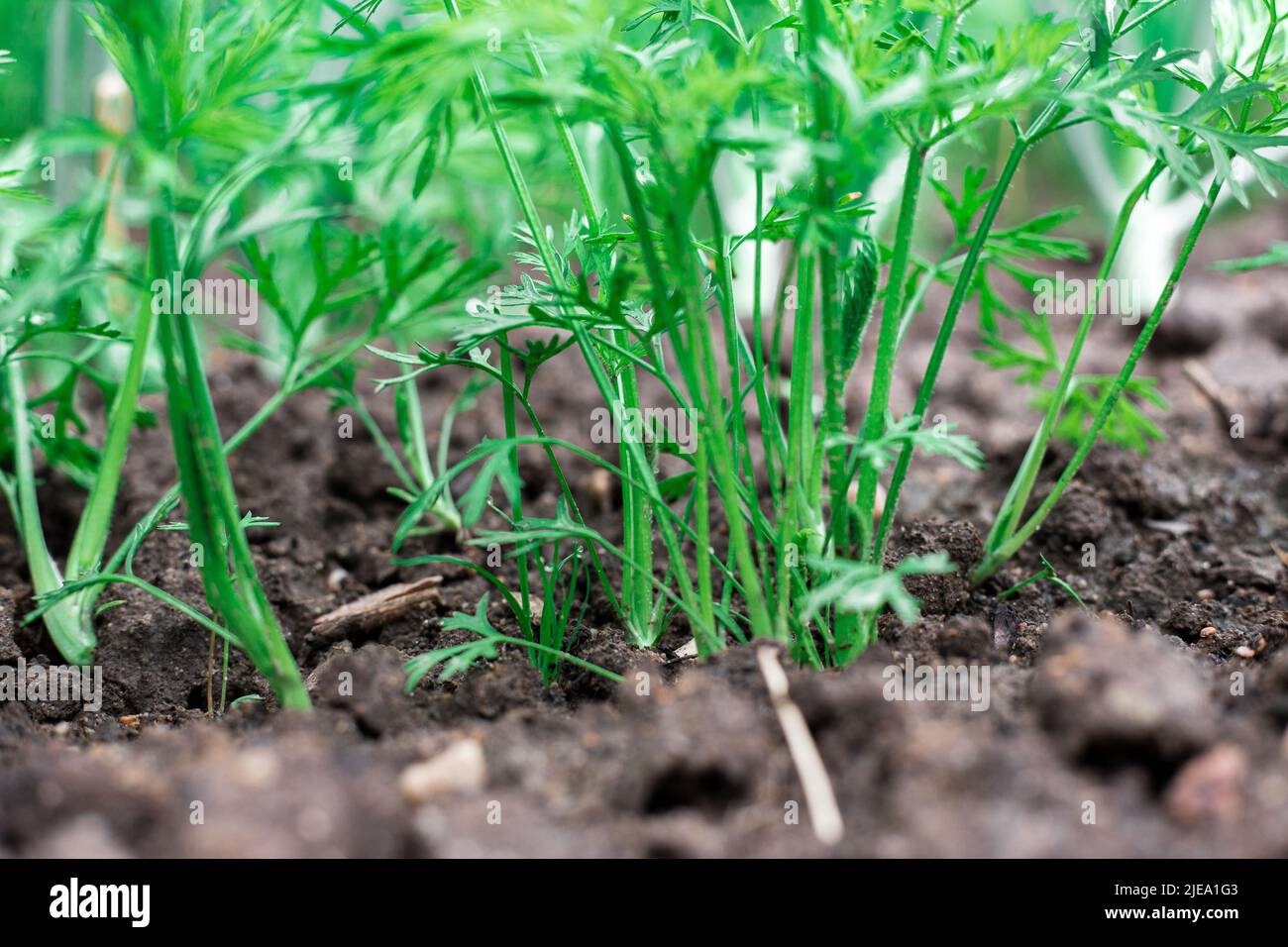 Carrots grow in the garden. Green shoots. Stock Photo