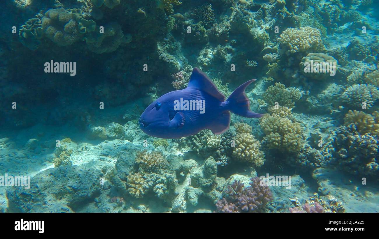 Red Sea, Egypt. 26th June, 2022. Triggerfish swim near coral reef. Blue Triggerfish (Pseudobalistes fuscus). Red sea, Egypt (Credit Image: © Andrey Nekrasov/ZUMA Press Wire) Stock Photo