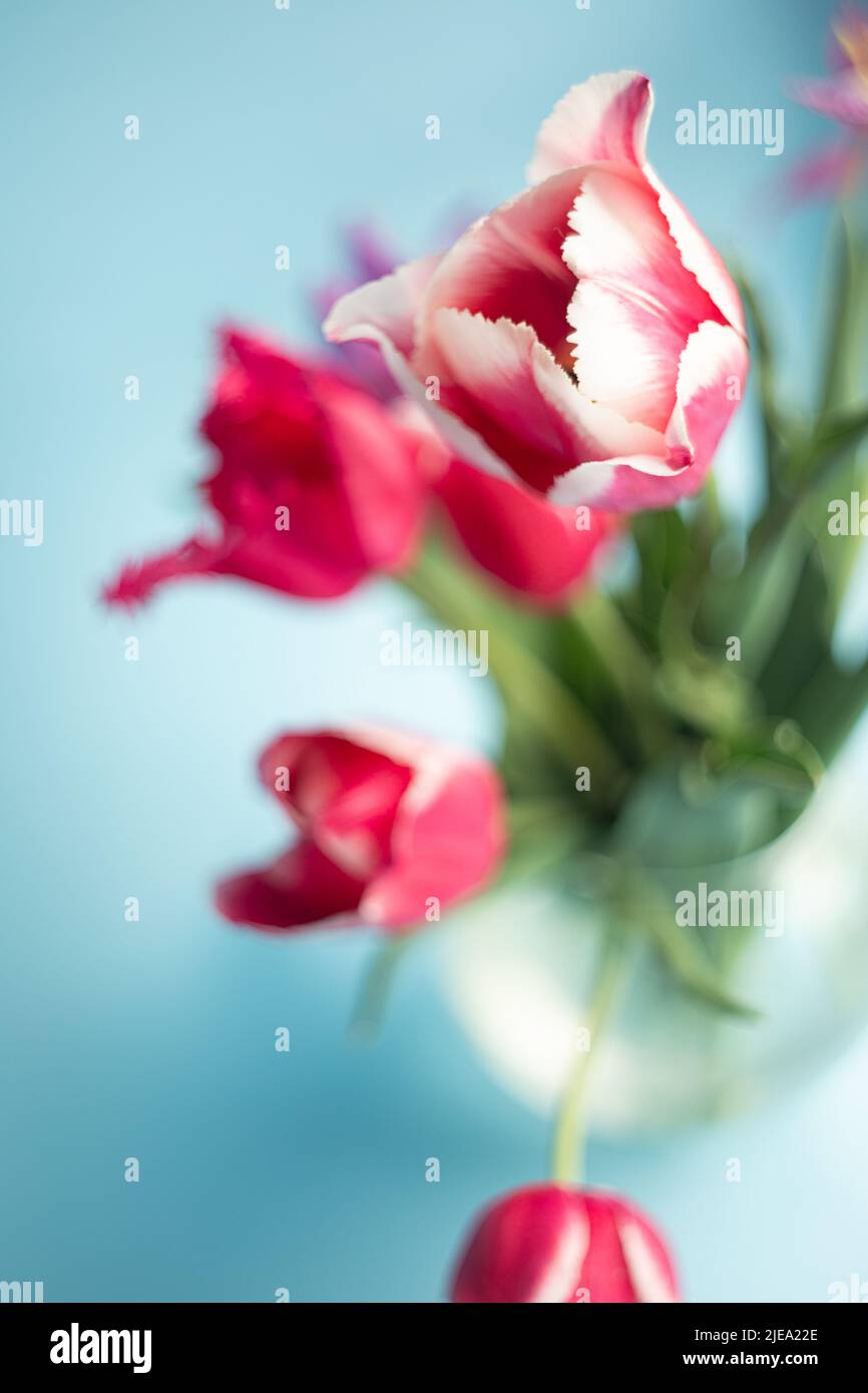 Closeup vertical photography of tulips bouquet.Copy space for text. Stock Photo