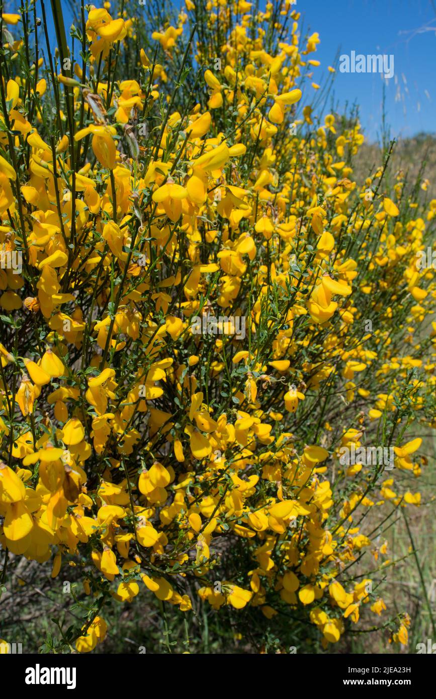 Broom in bloom hires stock photography and images Alamy