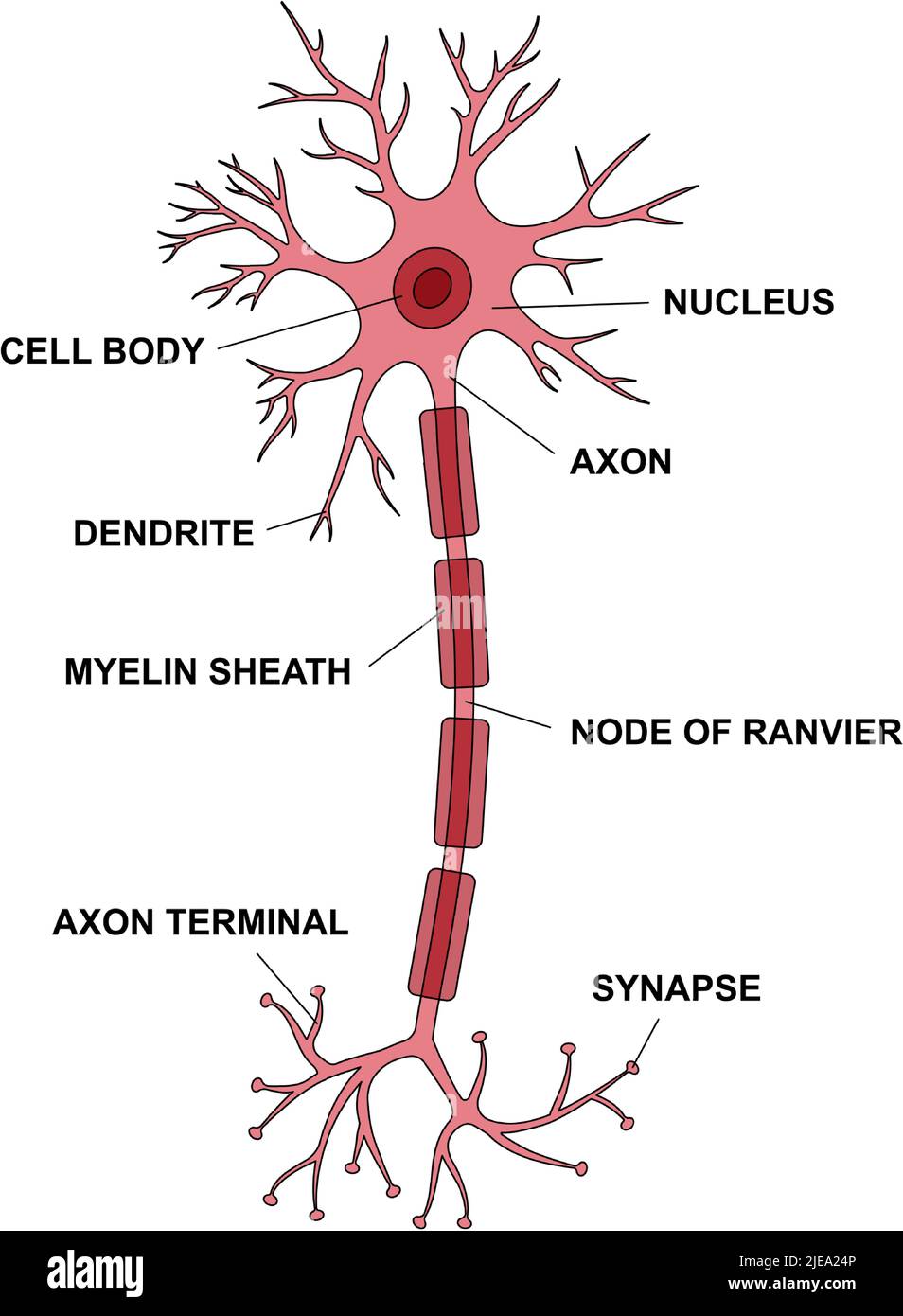 Neuron anatomy with description main parts. Structure of a neuron cell illustration. Synapses, myelin sheat, cell, nucleus, axon and dendrites scheme. Stock Vector