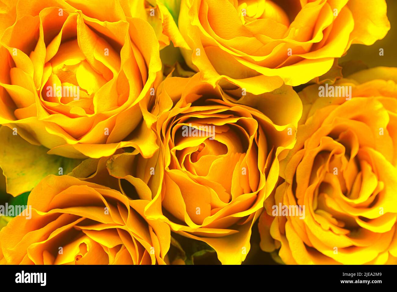 Yellow rose rosa dew drops hi-res stock photography and images - Alamy