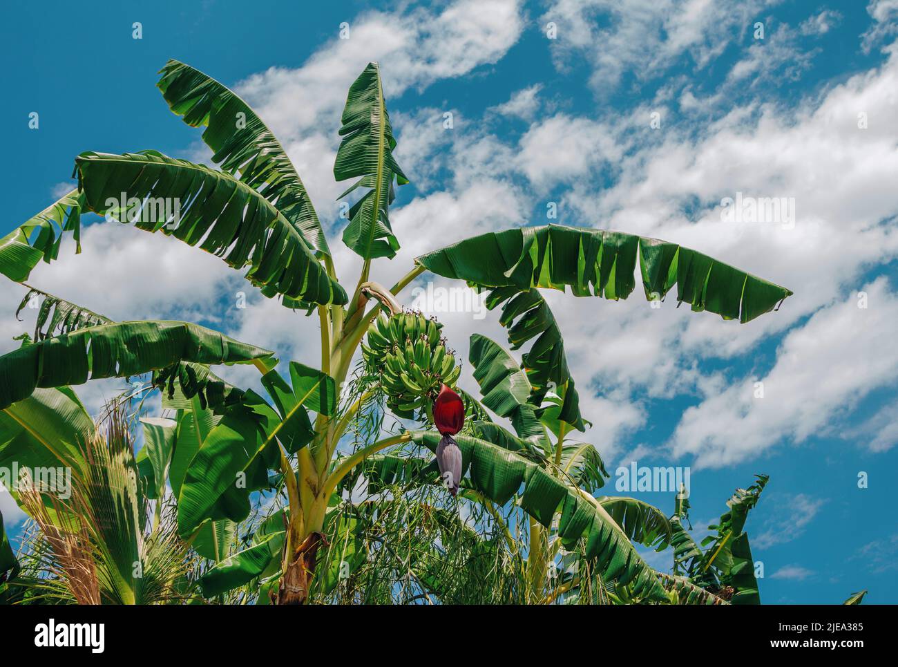 Bunch of banana fruits on palm tree, growing in the garden Stock Photo Alamy