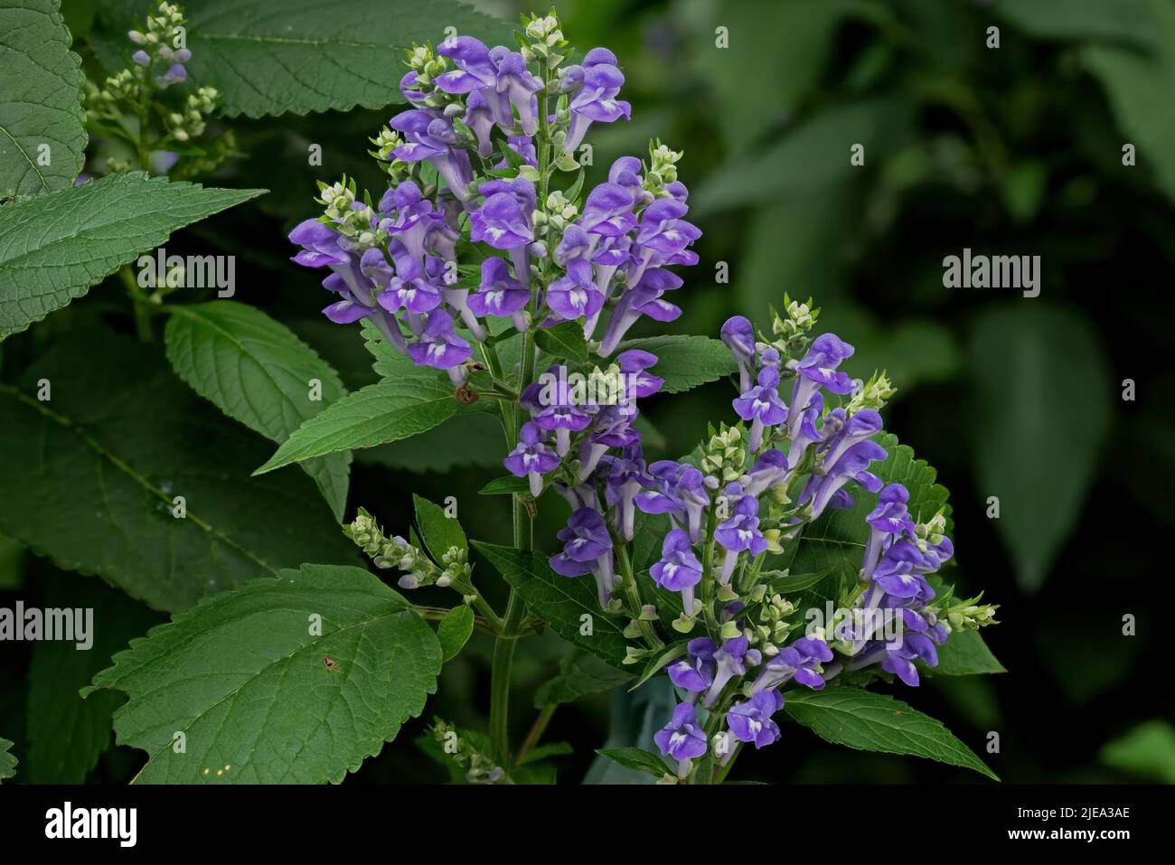 Downy-skullcap on an overcast day. Also called hoary skullcap it is found growing in dry soil at edge of the woods, or along roadsides. Stock Photo