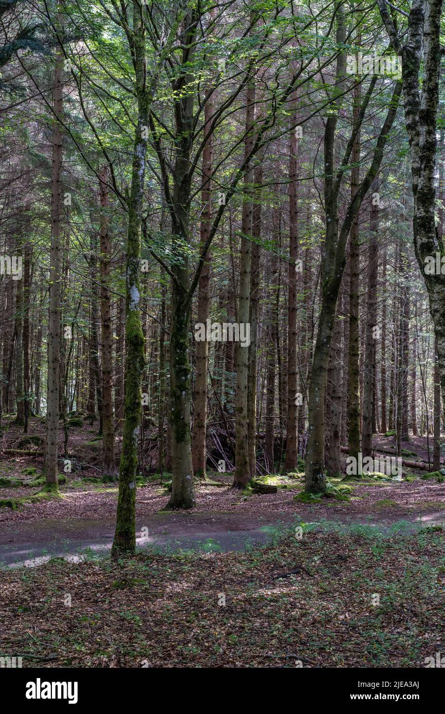 stand of trees Stock Photo Alamy