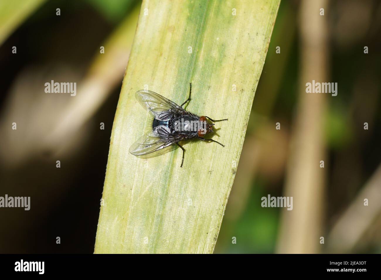 Close up Calliphora vicina a fly in the family blow flies (Calliphoridae) on an old bamboo leaf in a Dutch garden. June. Stock Photo