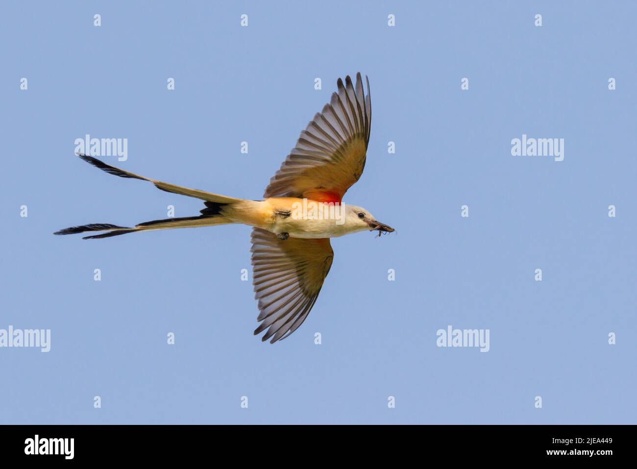 Scissor-tailed flycatcher (Tyrannus forficatus) flying with insect prey in the beak, Galveston, Texas, USA. Stock Photo