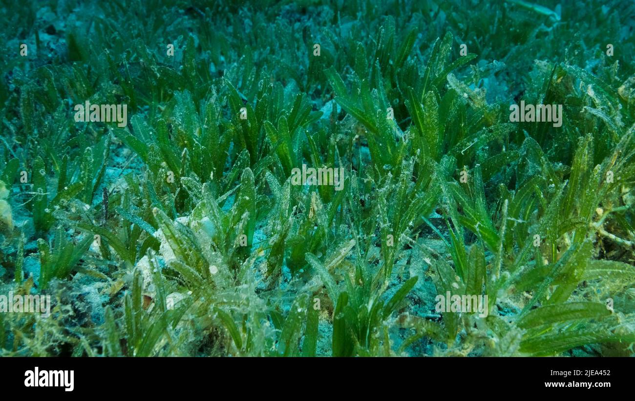 Red Sea, Egypt. 26th June, 2022. Close-up of the Halophila seagrass. Camera moving forwards above seabed covered with green seagrass. Underwater landscape. Red sea, Egypt (Credit Image: © Andrey Nekrasov/ZUMA Press Wire) Stock Photo