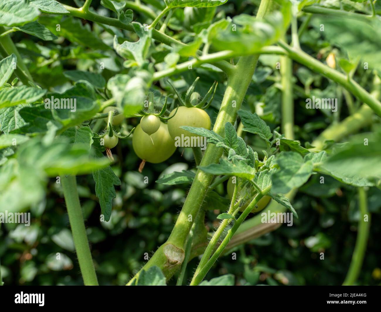 Tomato bushes. Seedlings of flowering tomatoes in the garden Stock