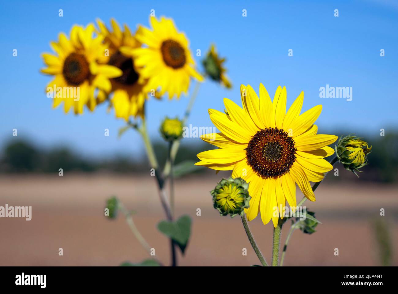 Sunflowers (Heliantus annuus), Tuscany, Italy Stock Photo