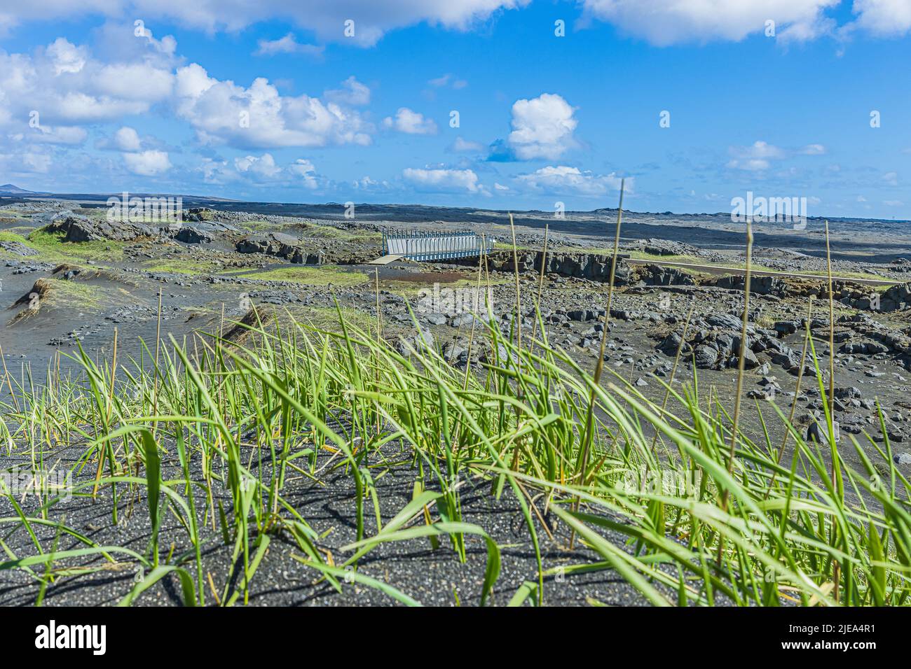 green blades of grass with black lava sand on Reykjanes Peninsula in Iceland. Metal bridge over the American and Eurasian tectonic plates. Vulcan land Stock Photo