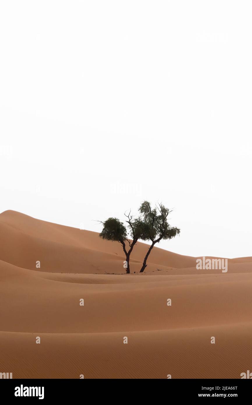 A Honey Mesquite tree in the middle of sand dunes in Al Wathba desert, isolated against a bright, clear sky. In Abu Dhabi, United Arab Emirates. Stock Photo