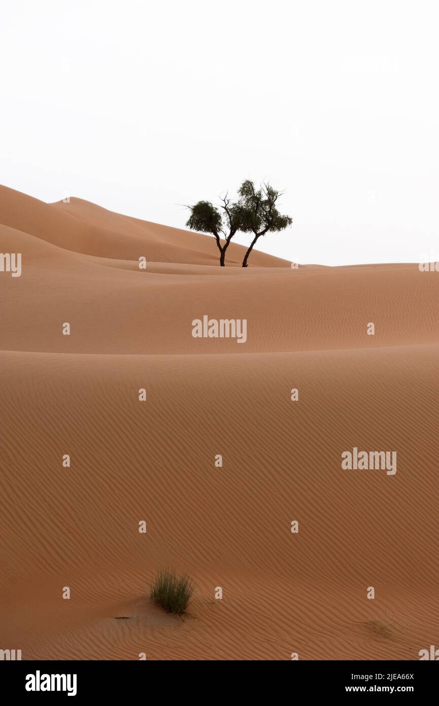 A Honey Mesquite (prosopis glandulosa) tree in the middle of sand dunes in Al Wathba desert. In Abu Dhabi, the capital city of the United Arab Emirates. Stock Photo