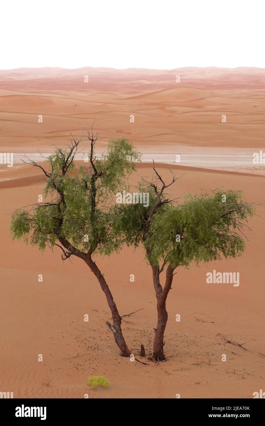 Close-up of Honey Mesquite (prosopis glandulosa) tree in the middle of Al Wathba desert in Abu Dhabi, United Arab Emirates. Sand dunes in the distance. Stock Photo