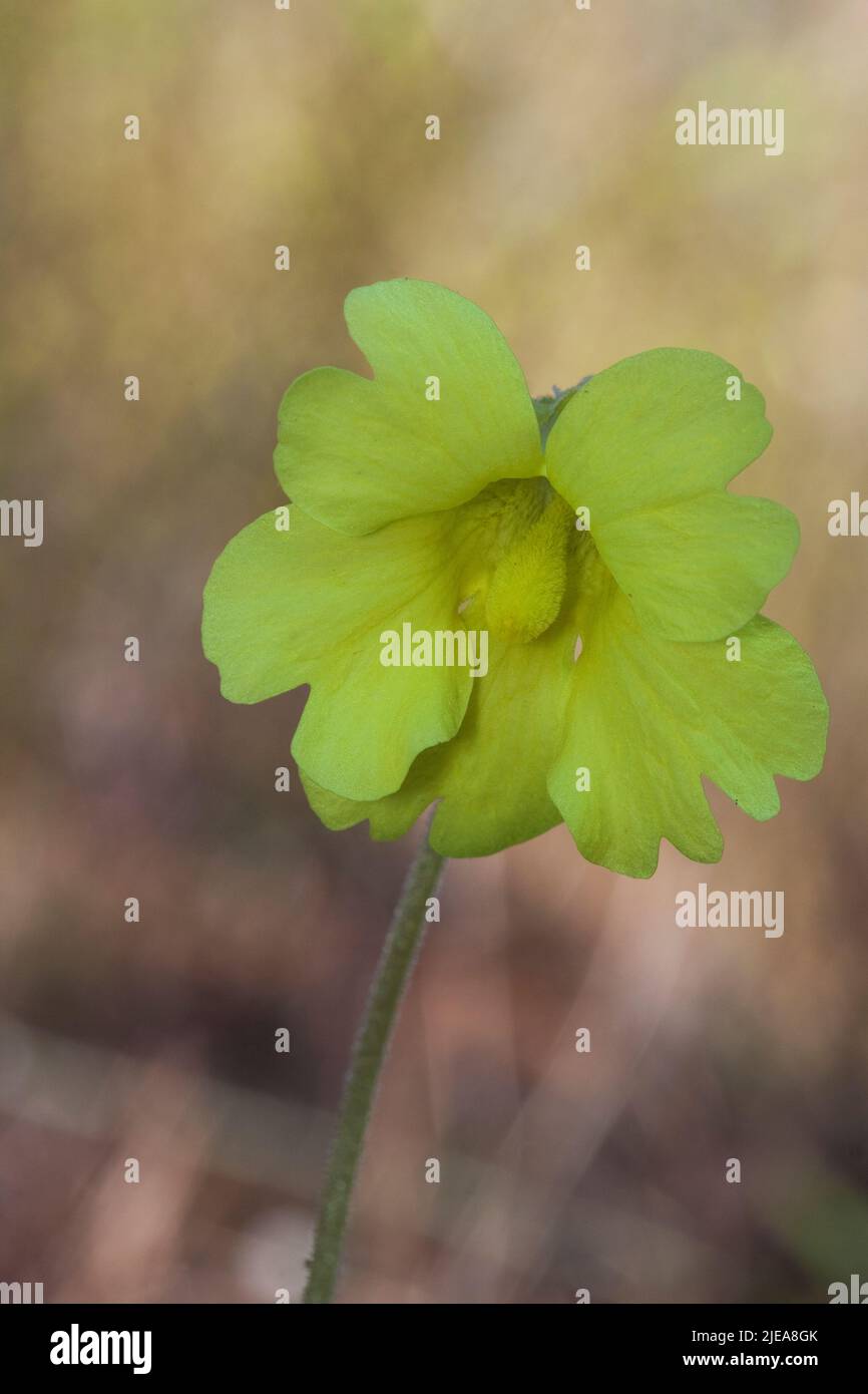 Yellow Butterwort (Pinguicula lutea), Mississippi, USA, by Carol Dembinsky/Dembinsky Photo Assoc Stock Photo