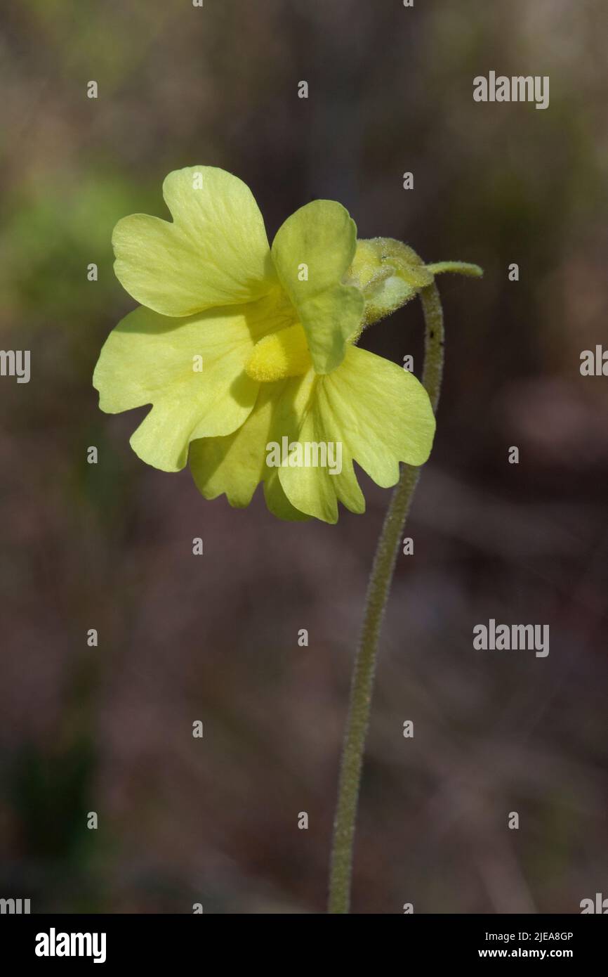 Yellow Butterwort (Pinguicula lutea), Mississippi, USA, by Carol Dembinsky/Dembinsky Photo Assoc Stock Photo