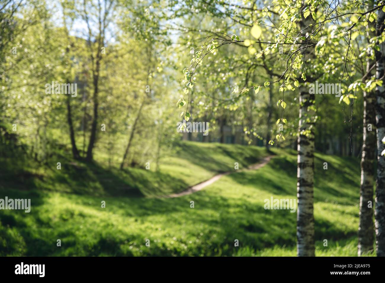 beautiful birch forest in summer. nature Stock Photo - Alamy