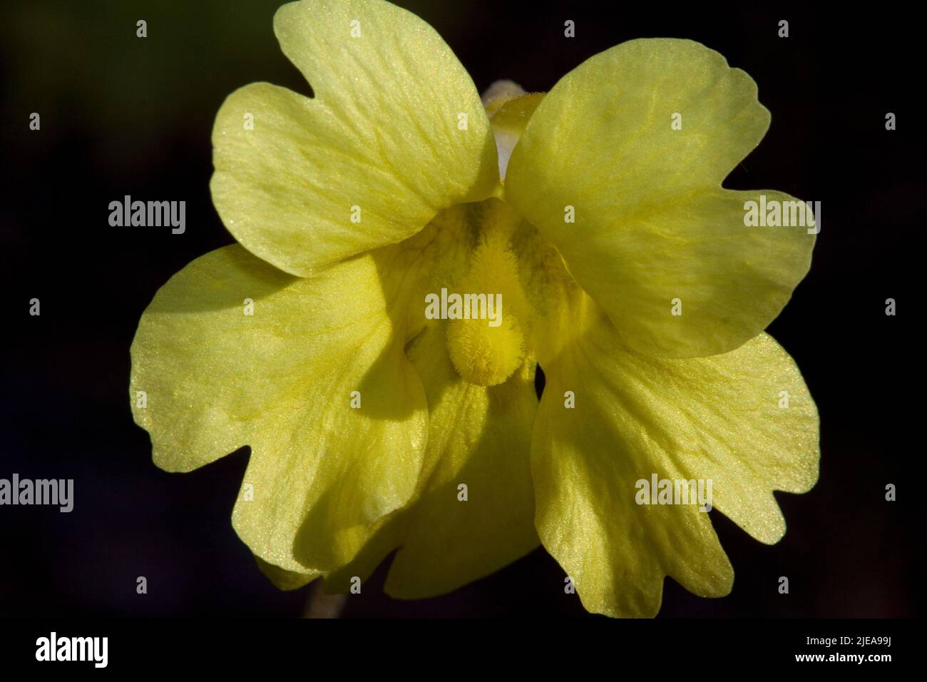 Yellow Butterwort (Pinguicula lutea), Mississippi, USA, by Carol
