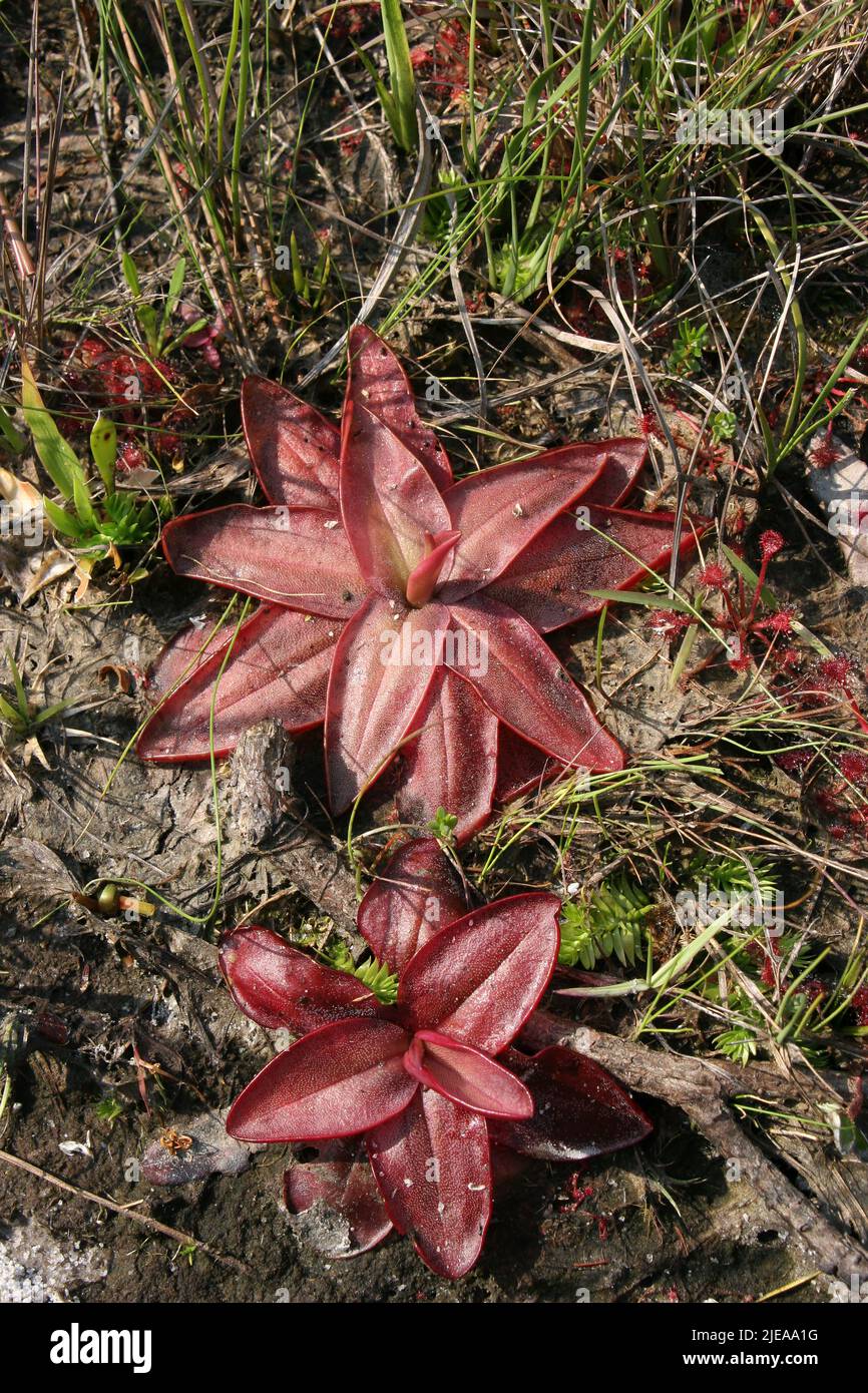 Red Butterwort ( Pinguicula planifolia ) Apalachicola NF, Florida, USA, by Carol Dembinsky/Dembinsky Photo Assoc Stock Photo