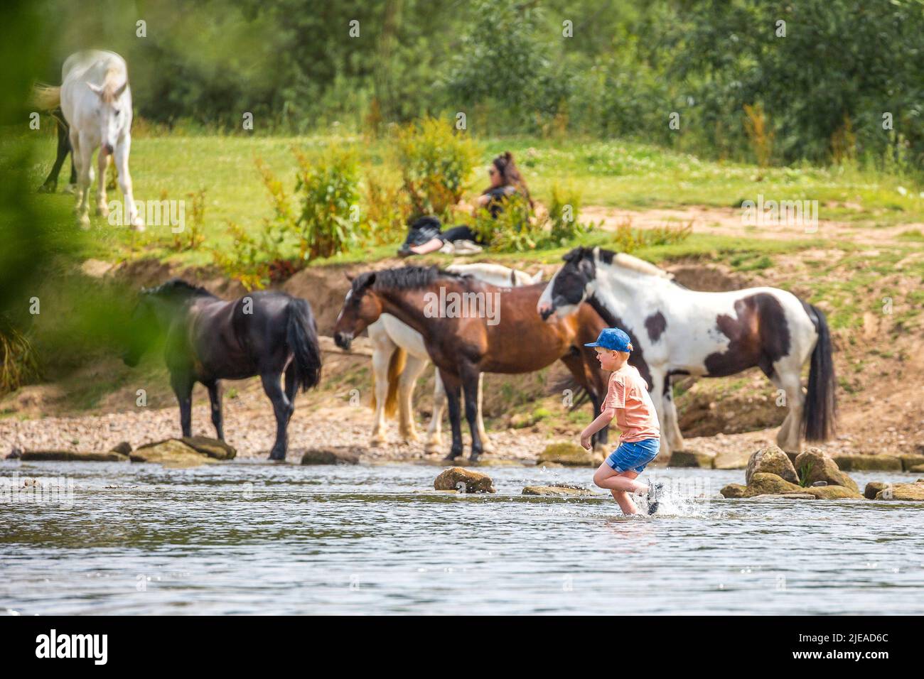 Kidderminster, UK. 26th June, 2022. UK weather: sunny weather and warm temperatures give the locals a good excuse to cool off in a shallow river. A young boy splashes through the shallow river in front of a group of horses who are also enjoying the cool water. Credit: Lee Hudson/Alamy Live News Stock Photo