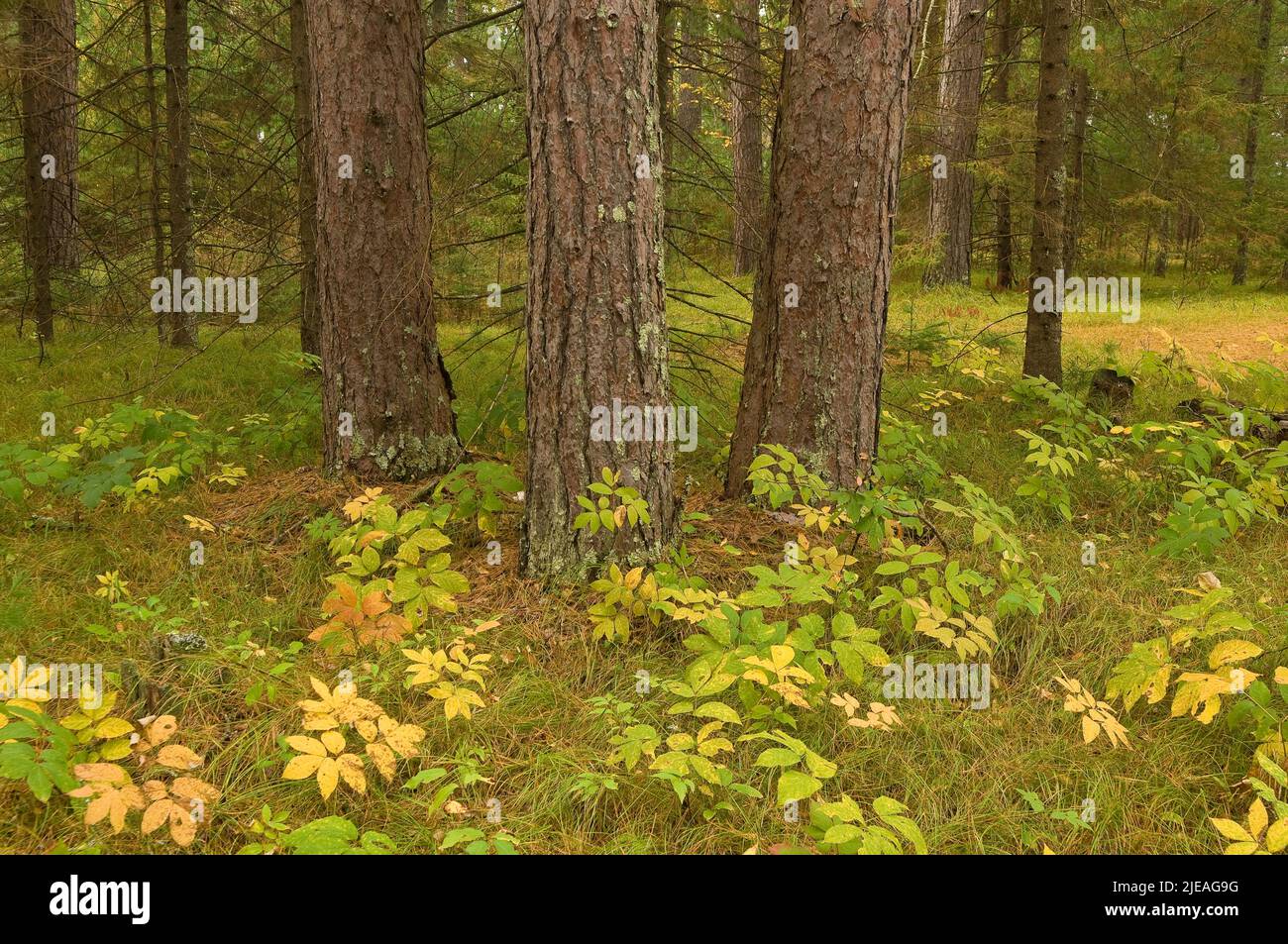 Red Pine Forest (Pinus resinosa), Autumn, Minnesota, USA, by Gary A Nelson/Dembinsky Photo Assoc Stock Photo
