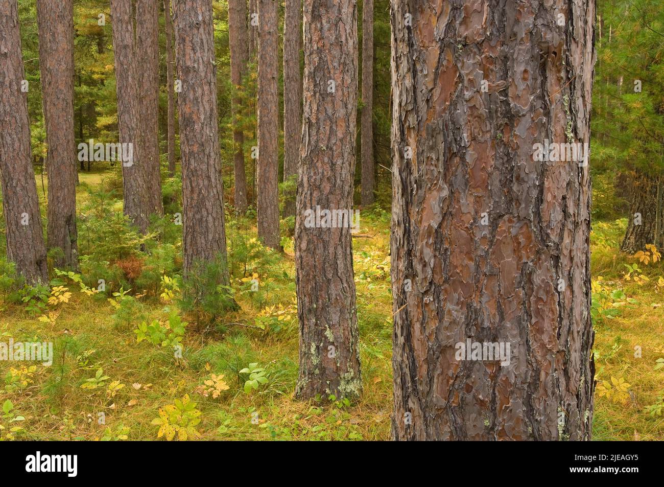 Red Pine Forest (Pinus resinosa), Autumn, Minnesota, USA, by Gary A Nelson/Dembinsky Photo Assoc Stock Photo
