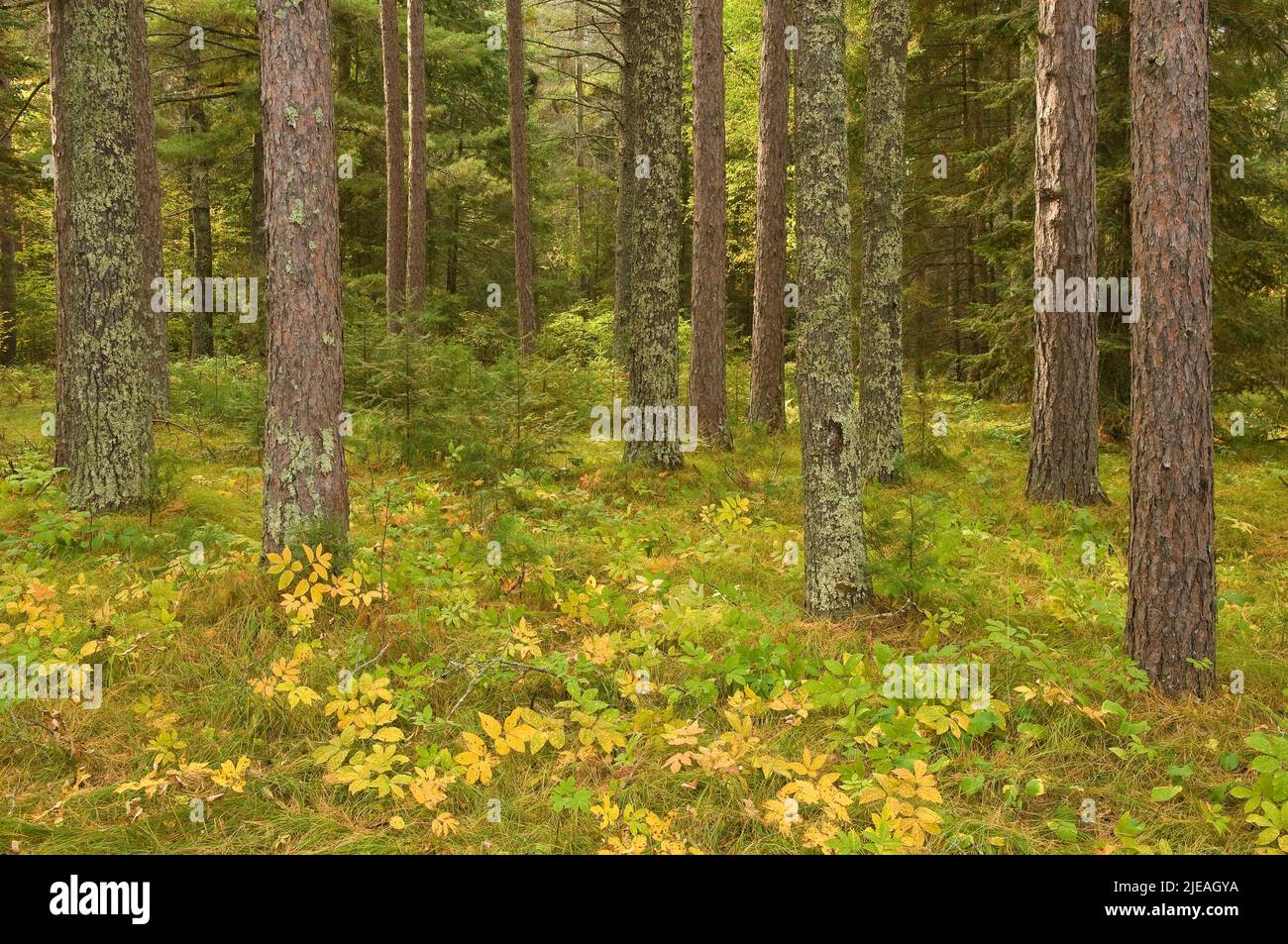 Red Pine Forest (Pinus resinosa), Autumn, Minnesota, USA, by Gary A Nelson/Dembinsky Photo Assoc Stock Photo