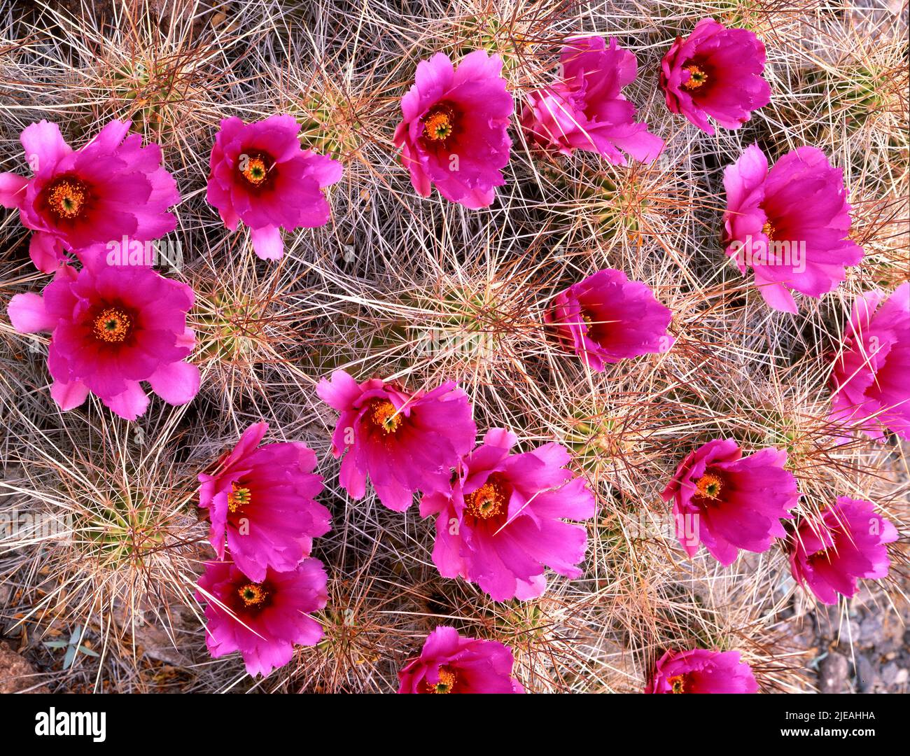 Strawberry cactus (Echinocereus stramineus) in the Chihuahuan Desert, Big Bend National Park, Texas, USA, by Gary A Nelson/Dembinsky Photo Assoc Stock Photo