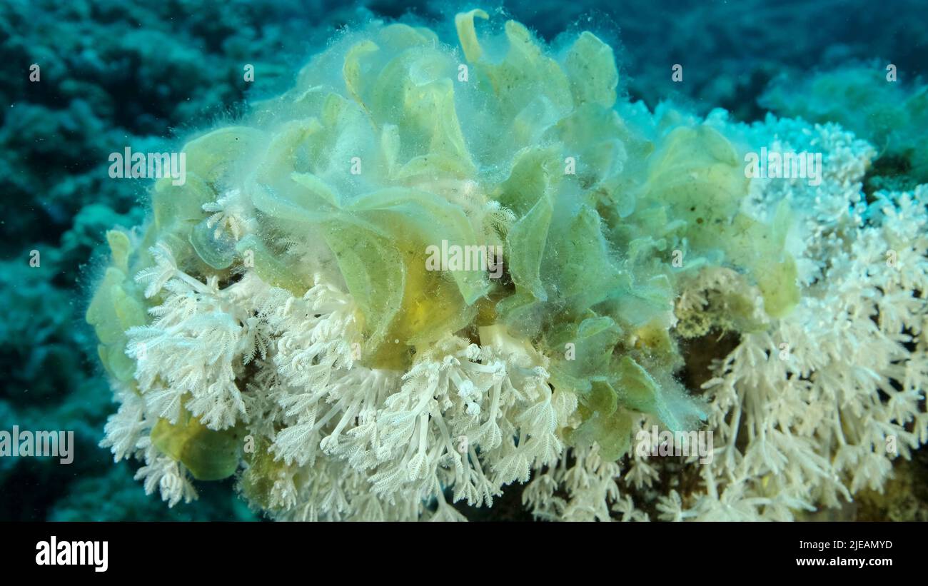 Red Sea, Egypt. 26th June, 2022. Brown alga Peacock's Tail (Padina pavonica) invades to territory White pulse soft corals (Heteroxenia fuscesens). This is result of eutrophication (increase organic matter in the sea water) Red sea, Egypt (Credit Image: © Andrey Nekrasov/ZUMA Press Wire) Stock Photo