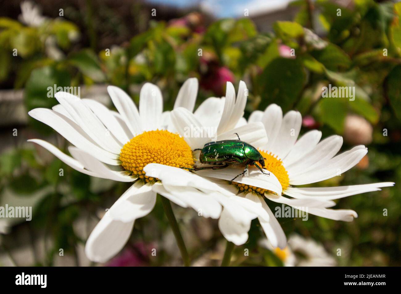 A close up view of a green beetle collecting pollen from a sunflower Stock Photo