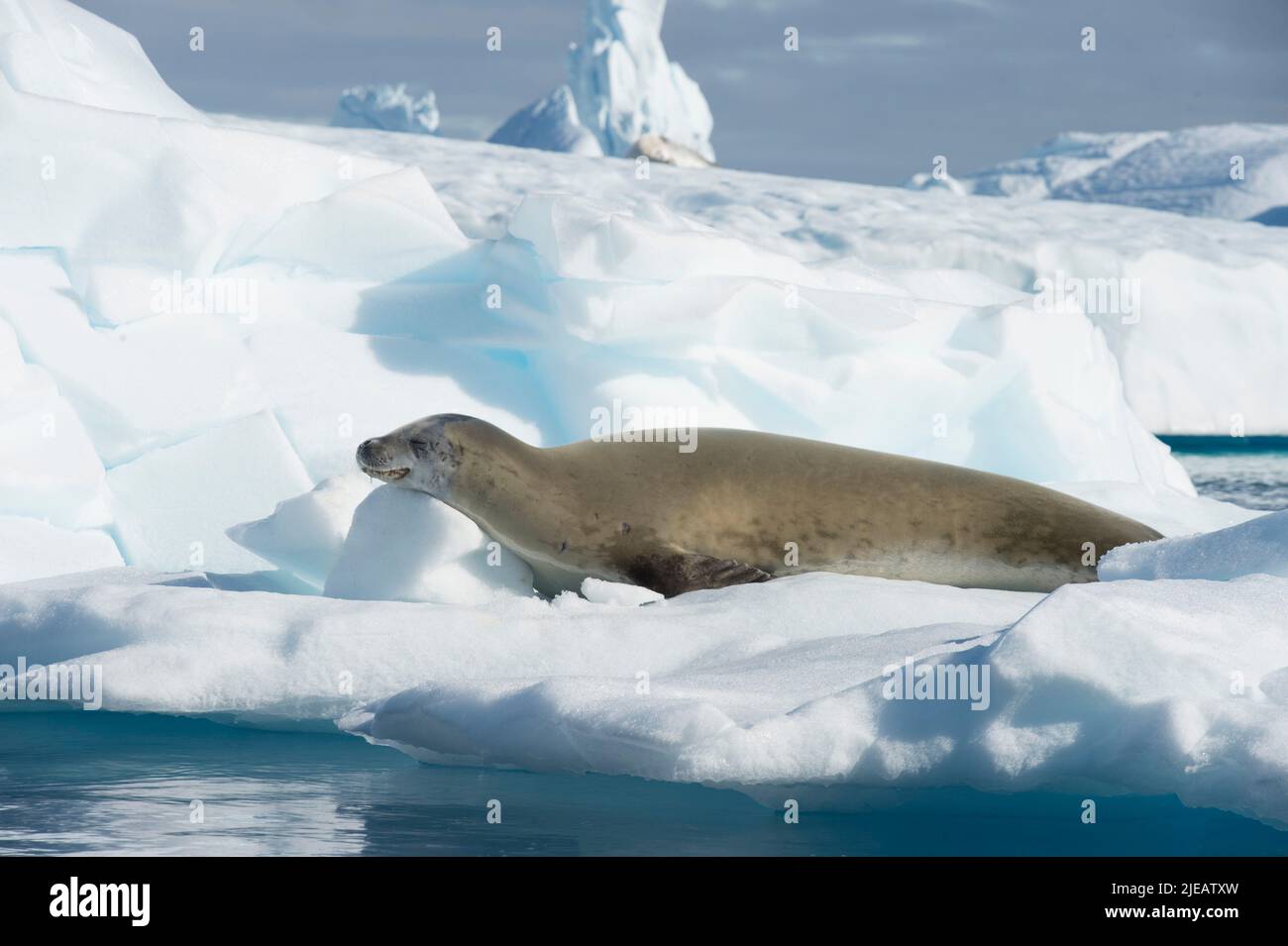 Crabeater seal, Port Charcot  Antarctic peninsula Stock Photo