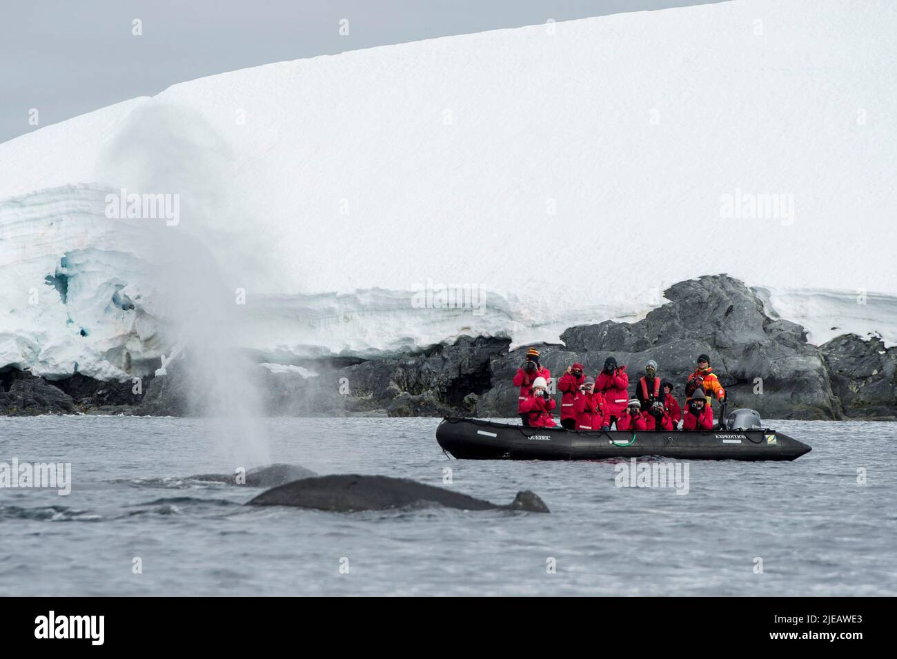 Tourists in zociac watching Humpback whale near the Yalour Islands Antarctic peninsula Stock Photo