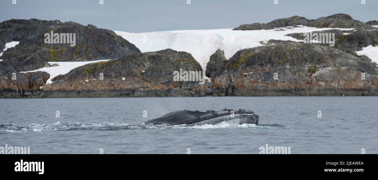 Humpback whale near the Yalour Islands Antarctic peninsula Stock Photo