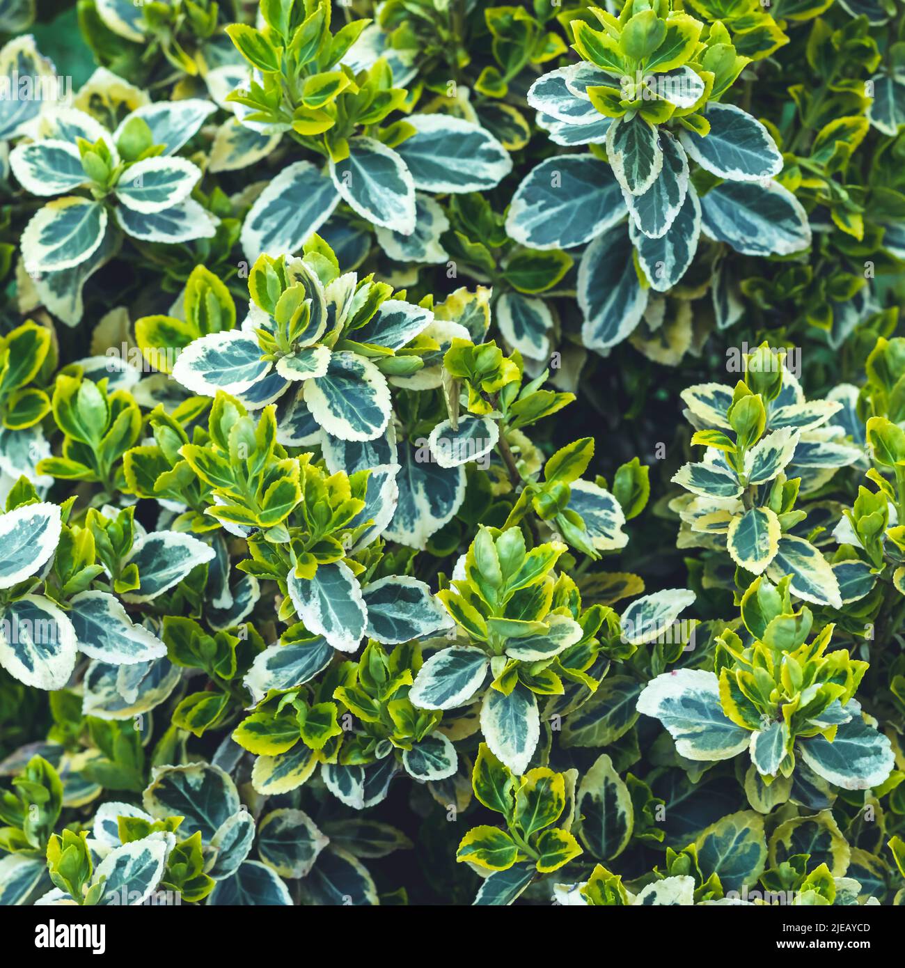 Close- up of garden plant Euonymus. Green leaves pattern, summer natural background, wallpaper. Texture of fresh foliage, shrub. Greenery backdrop for Stock Photo