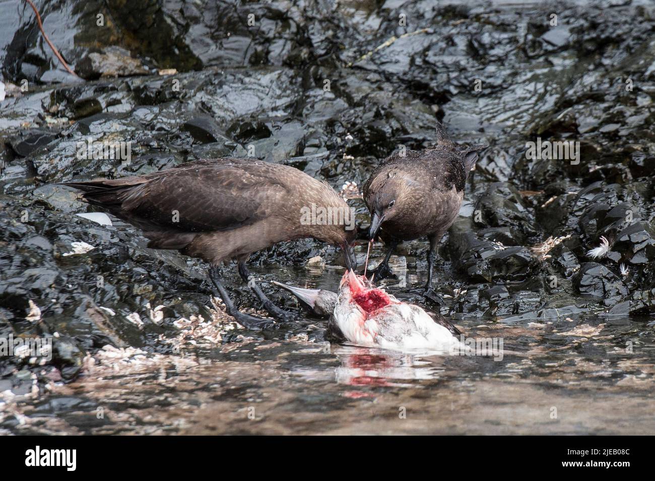 South Polar Skuas  Antarctica Stercorarius maccormicki eating a Blue eyed shag  ( Phalacrocorax atriceps ) paradise harbour Stock Photo