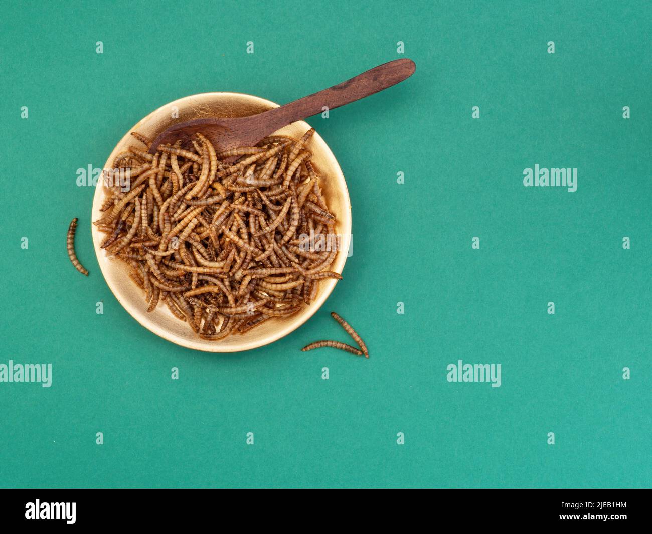 Mealworms in rustic bowl with spoon on turquoise background. Future